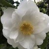 Camellia Shirobotan