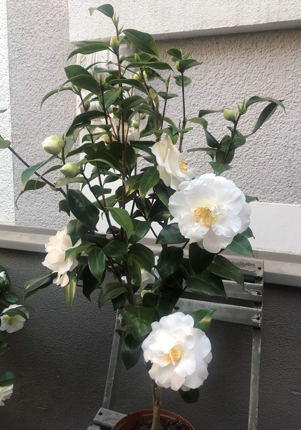 Camellia Shirobotan