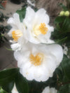 Camellia Shirobotan