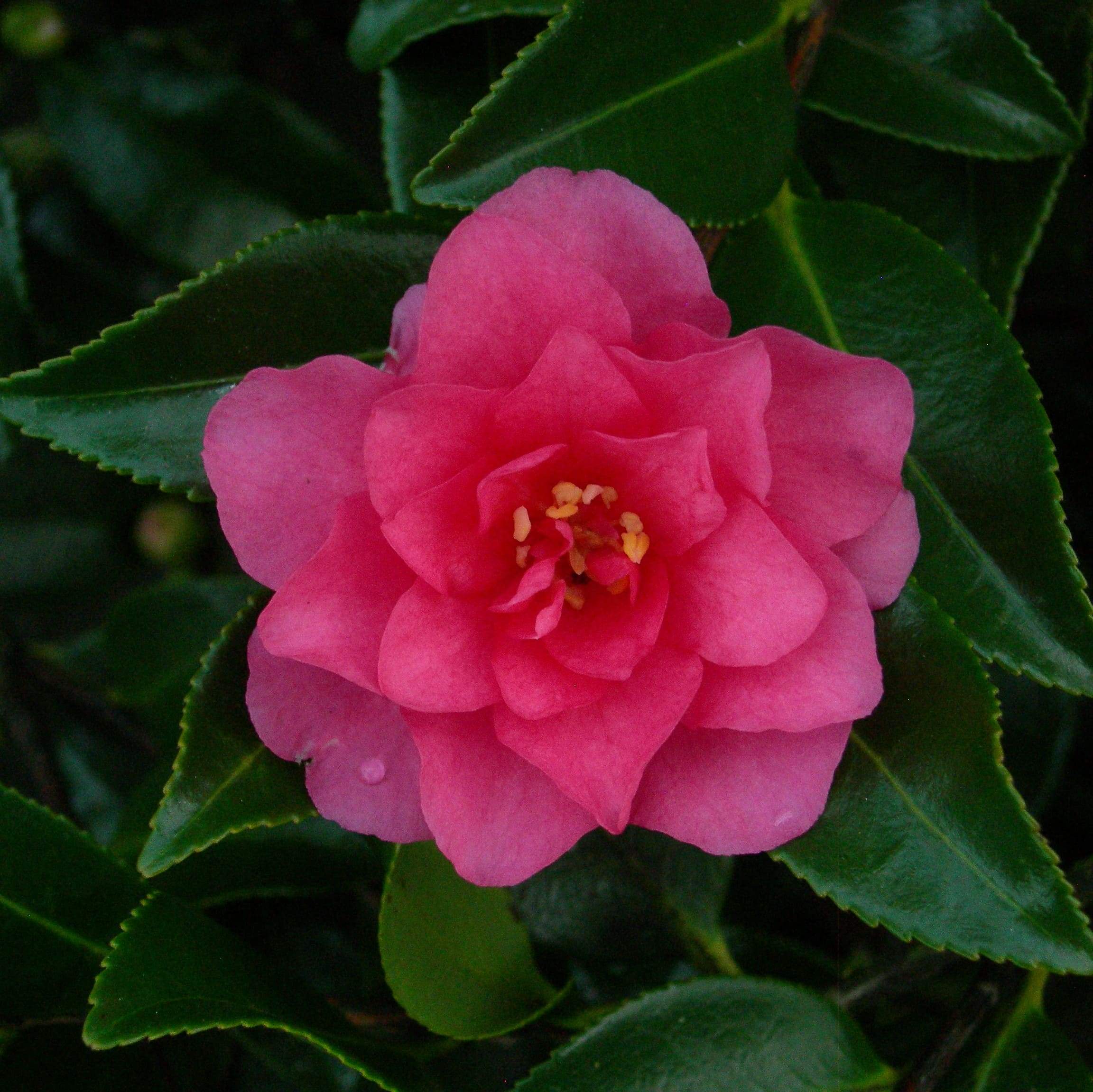 Camellia shishigashira