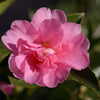 Camellia Shôwa-no-sakae