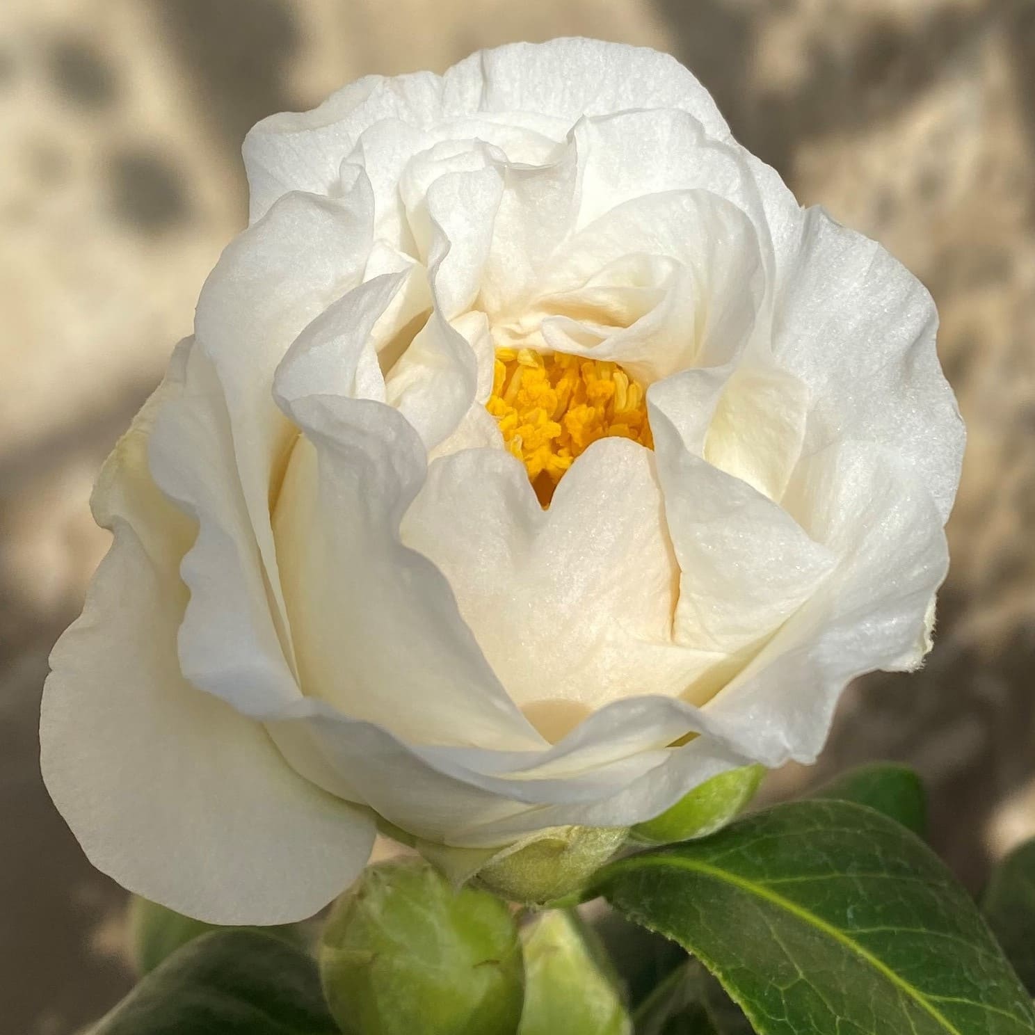 Camellia Silver Waves