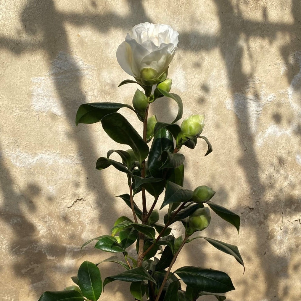 Camellia Silver Waves