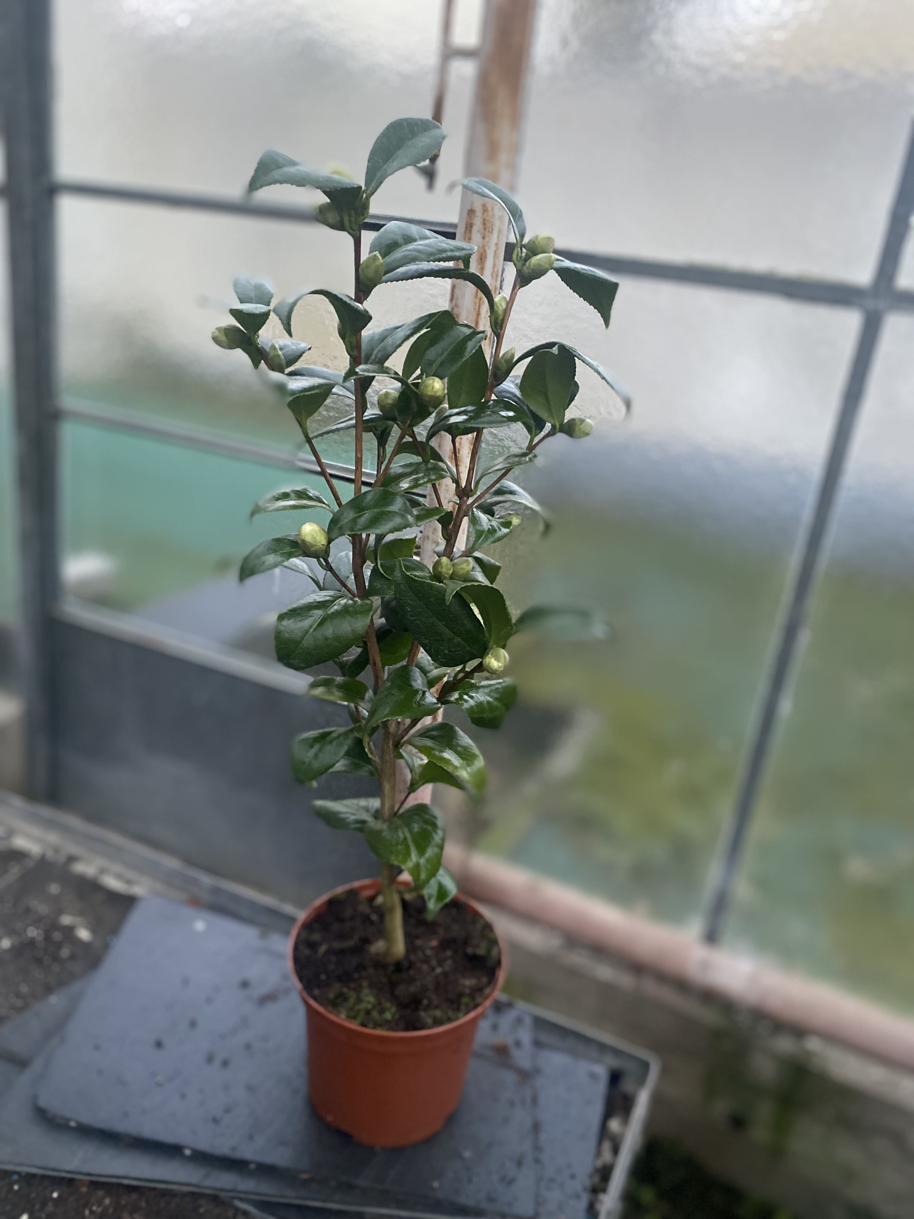 Camellia Snow White