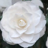 Camellia Snow White