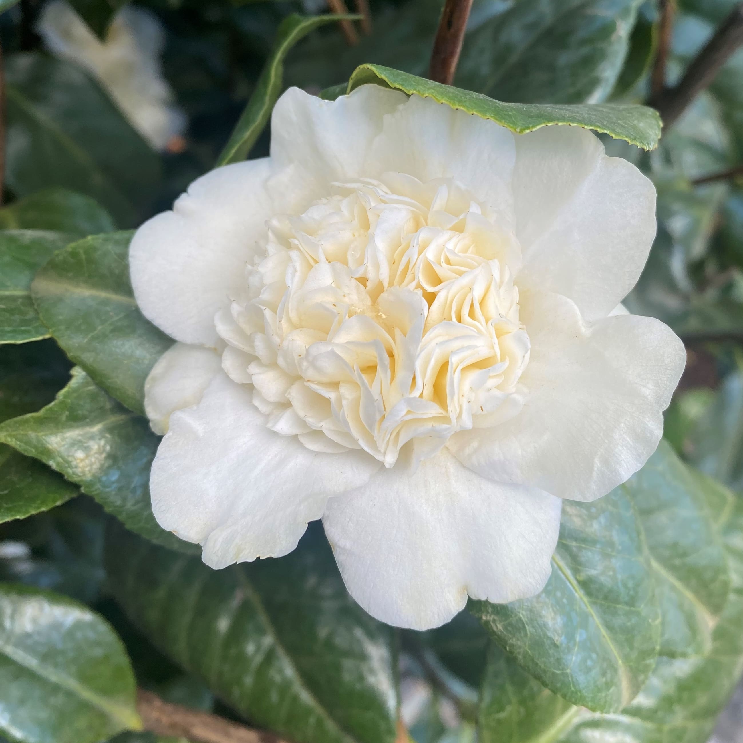 Camellia Snow  Ball