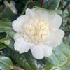 Camellia Snowball