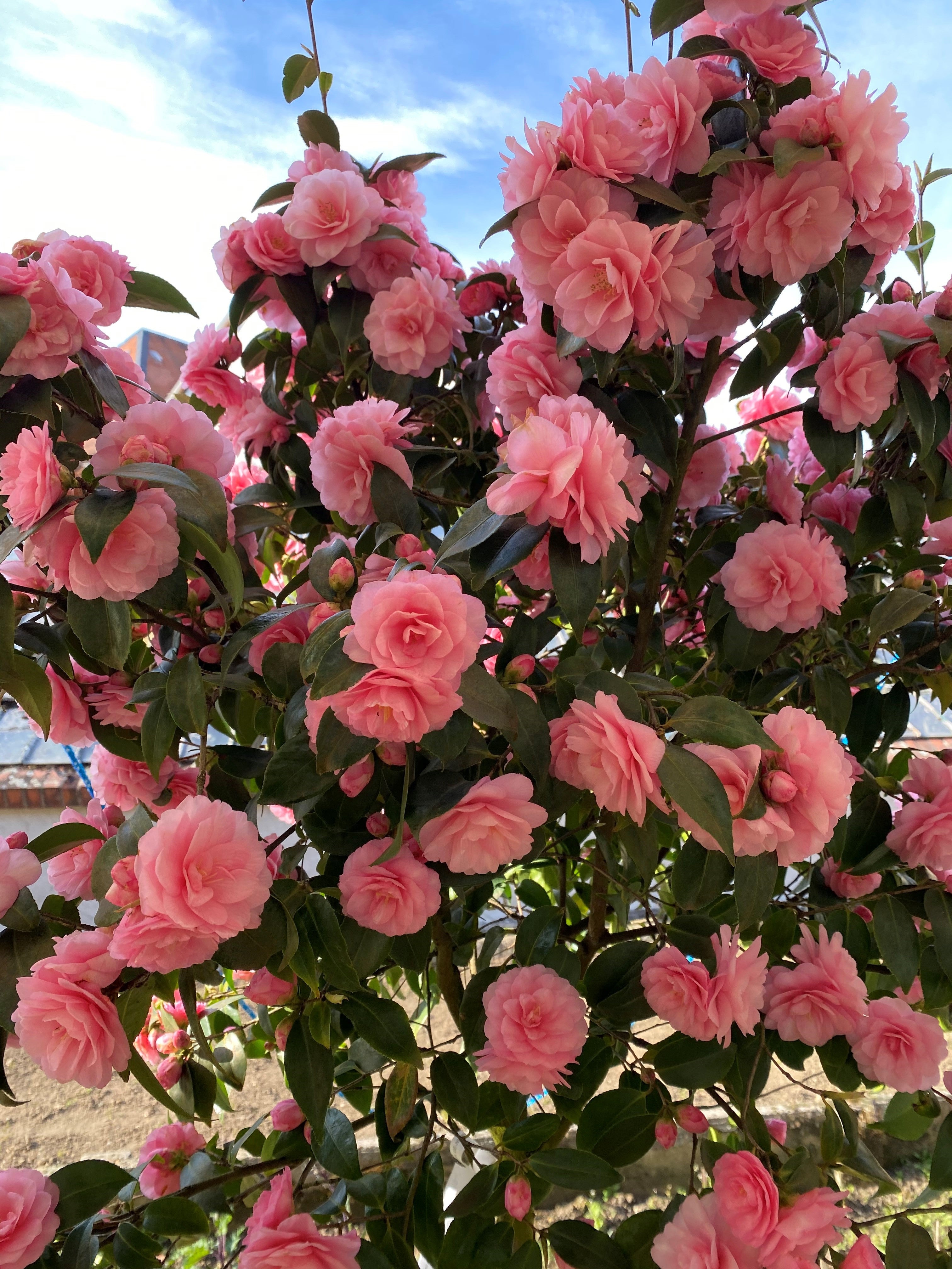 Camellia Spring Festival