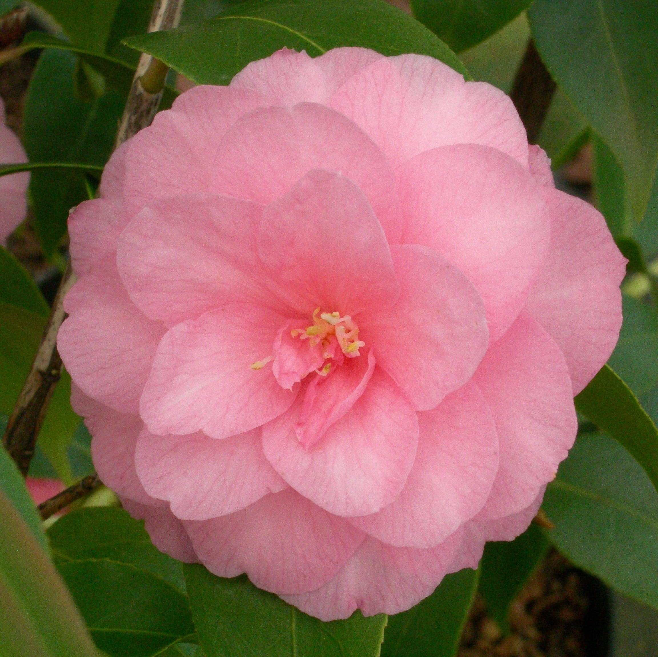 Camellia Spring Festival