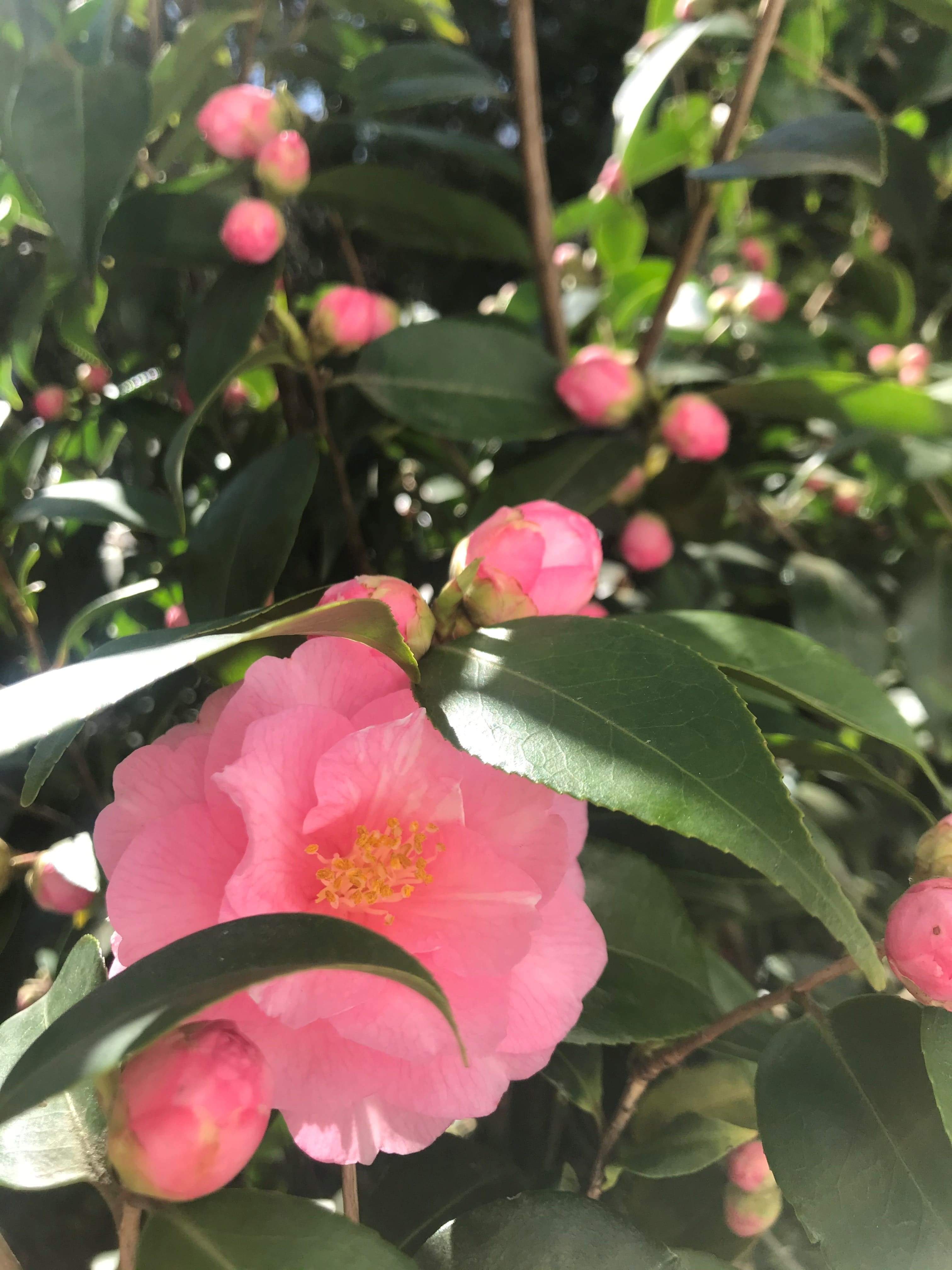 Camellia Spring Festival