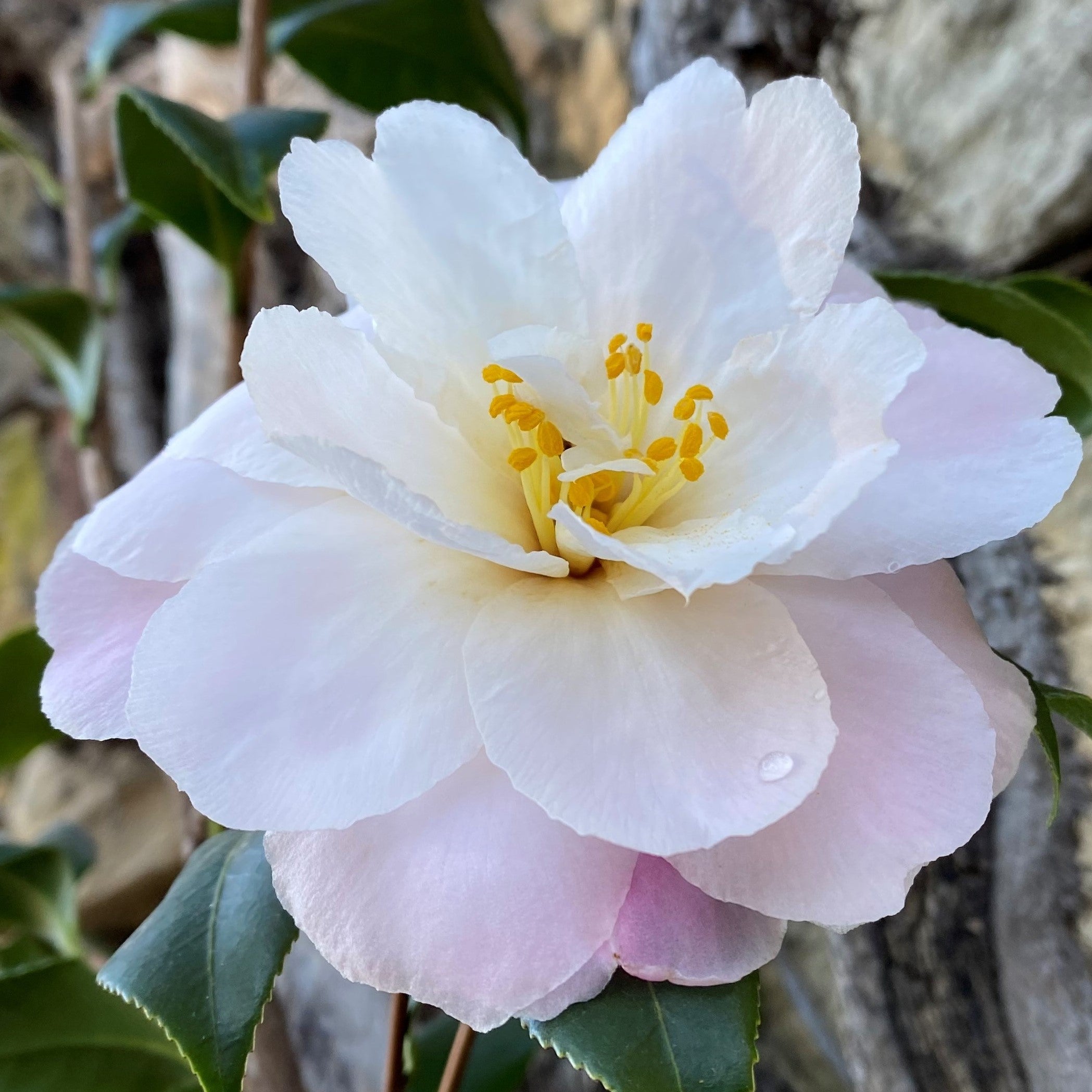 Camellia Star above Star