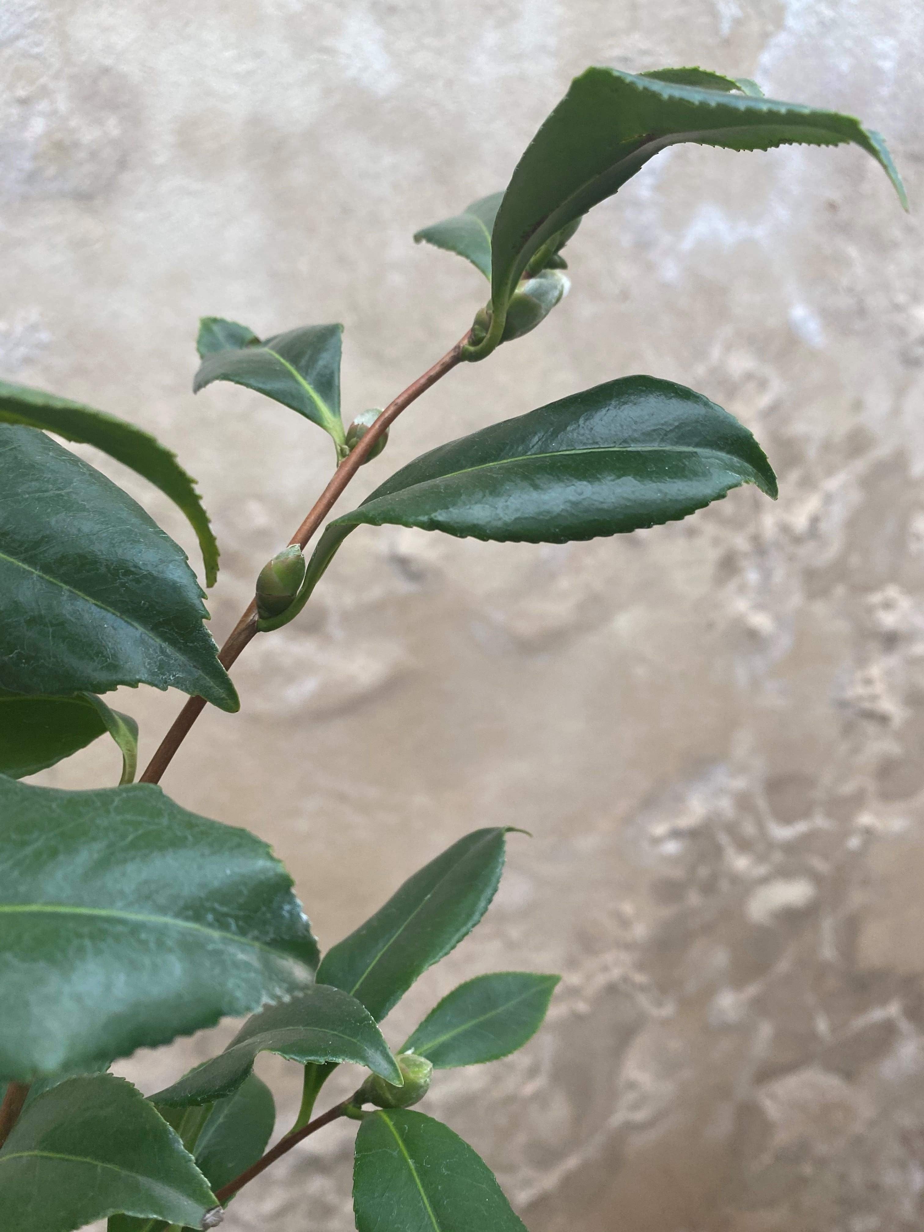 Camellia Star above Star