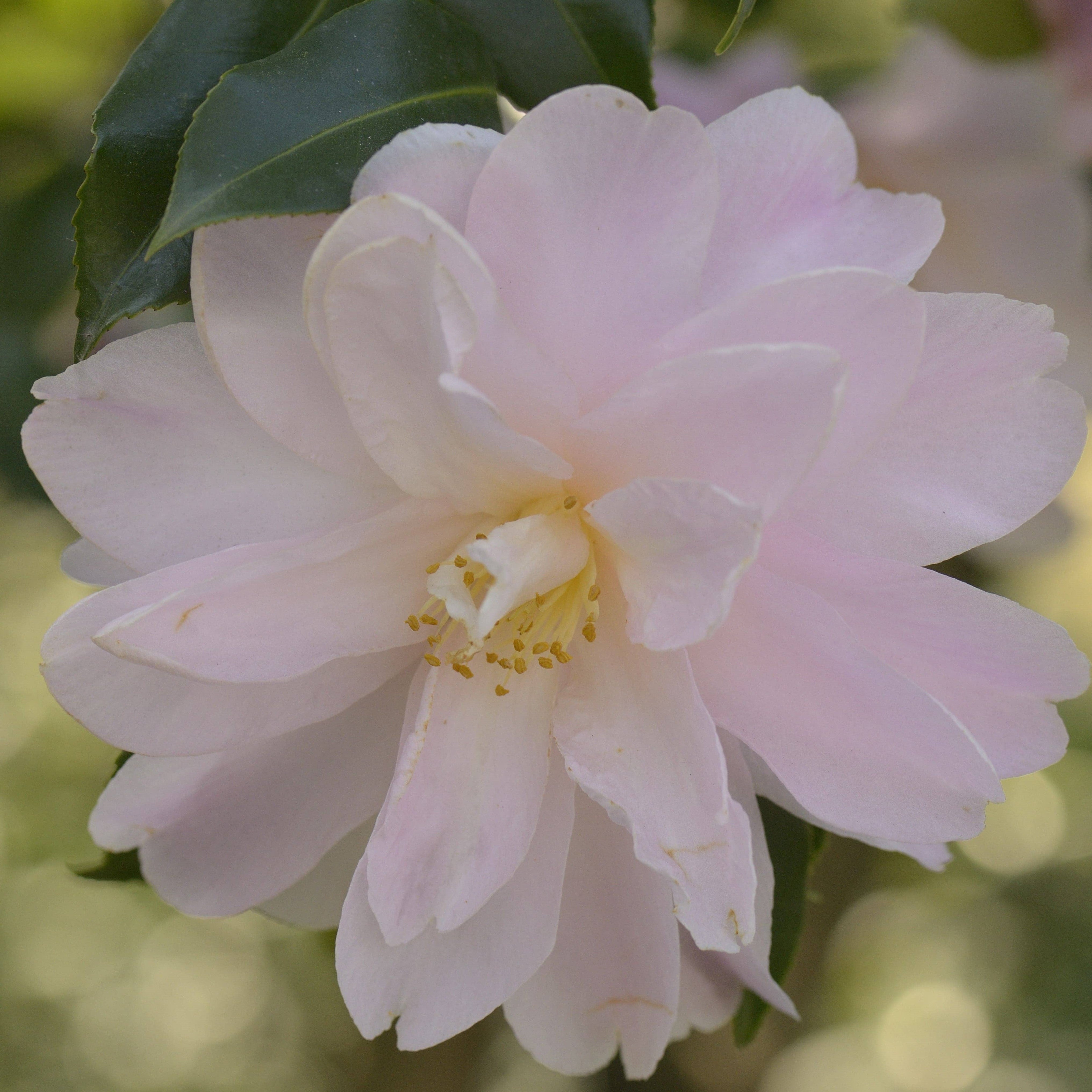 Camellia Star above Star
