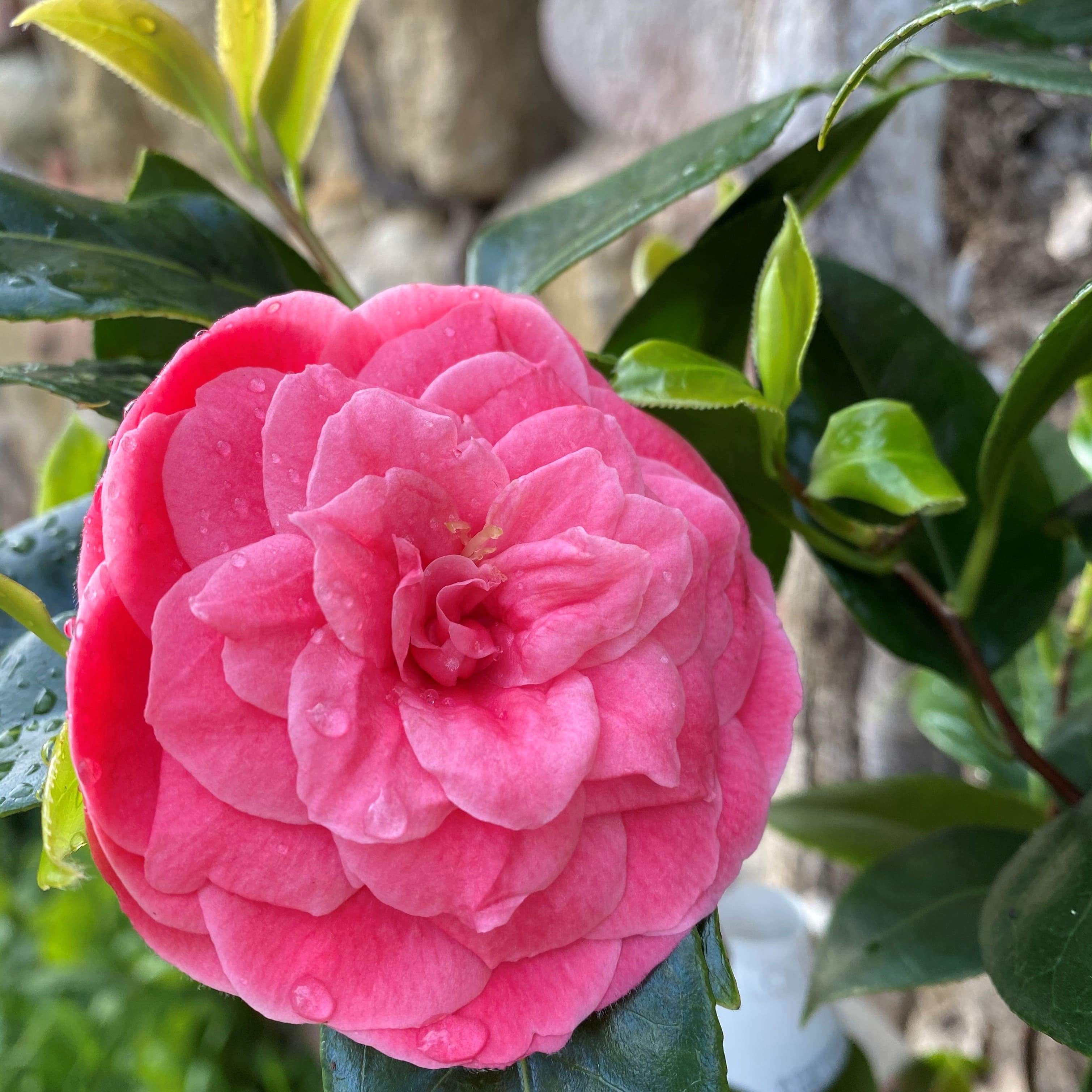 Camellia Sugar Babe