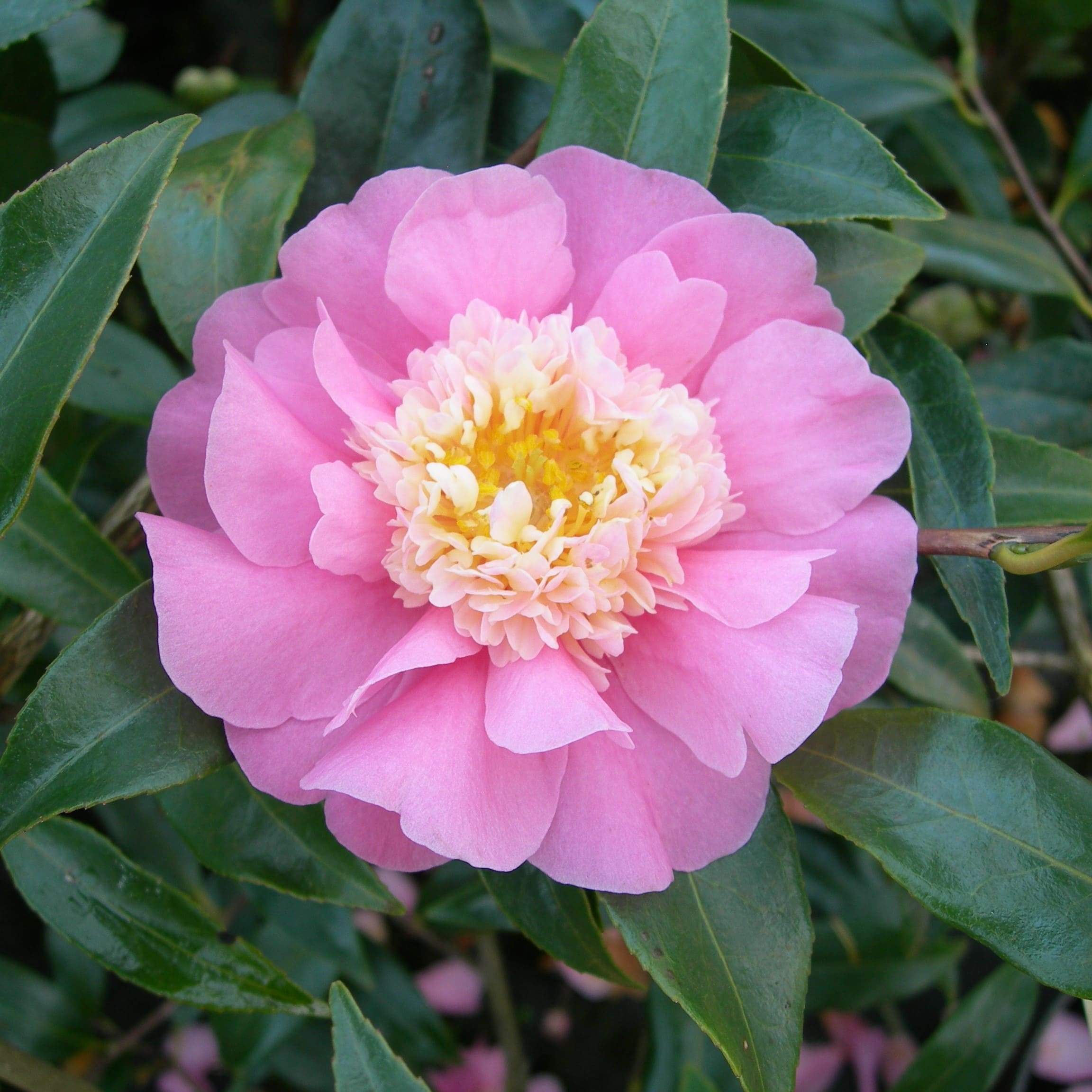 Camellia Sugar Dream