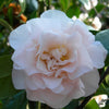 Camellia Superscent