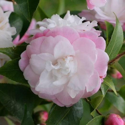 Camellia Sweet Jane