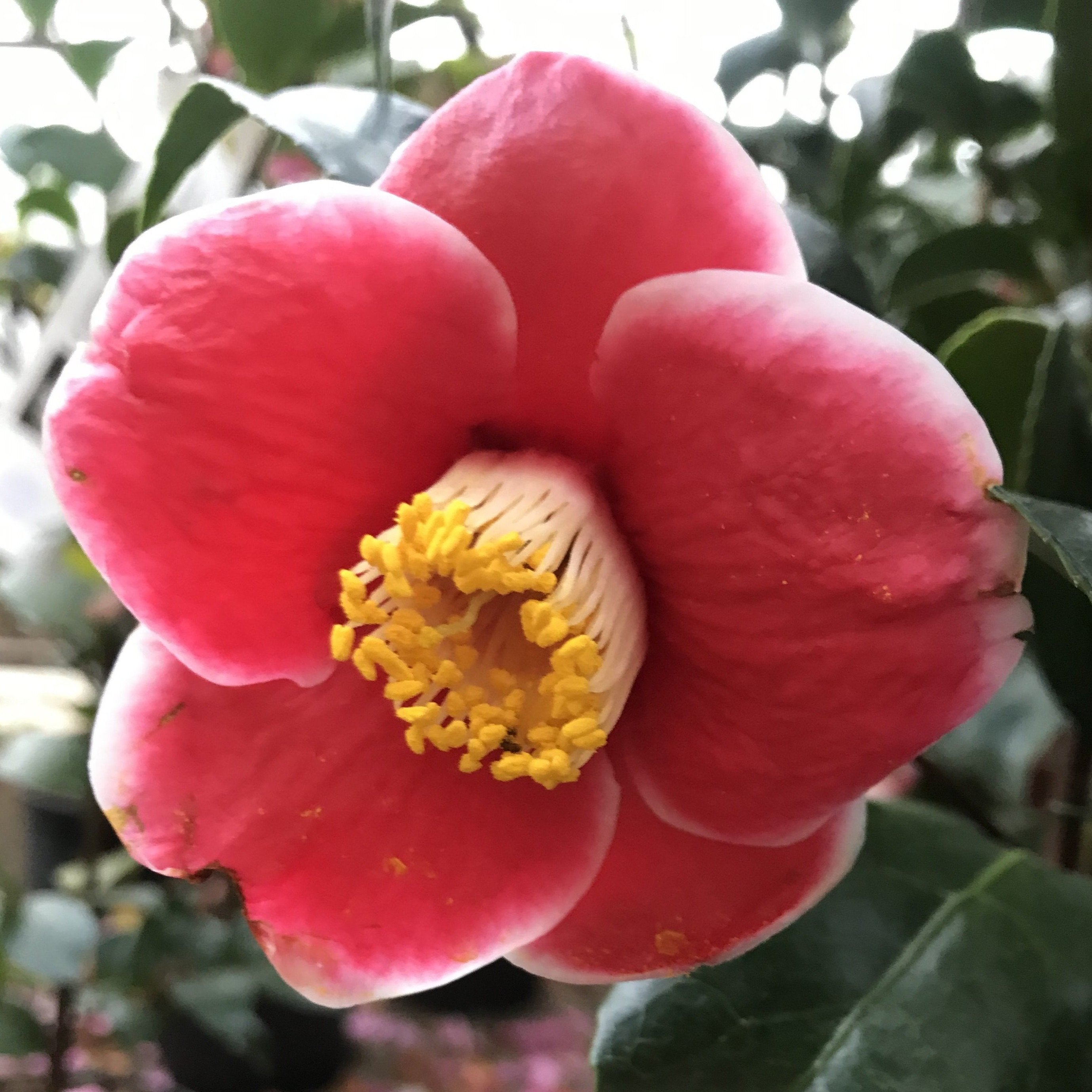Camellia Tama-no-ura - Mein-Kameliengarten.de