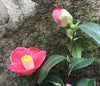 Camellia Tama-no-ura - Mein-Kameliengarten.de