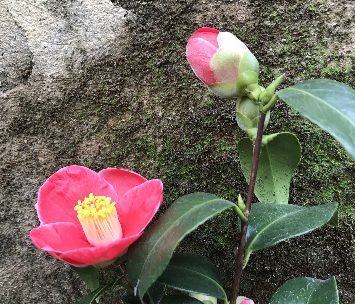 Camellia Tama-no-ura - Mein-Kameliengarten.de