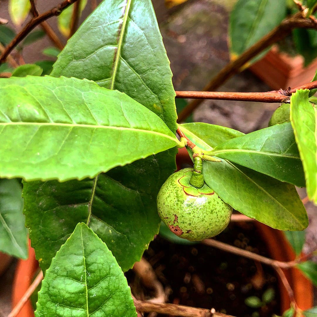 Camellia sinensis, the tea plant