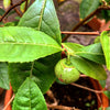 Camellia sinensis , die Teepflanze