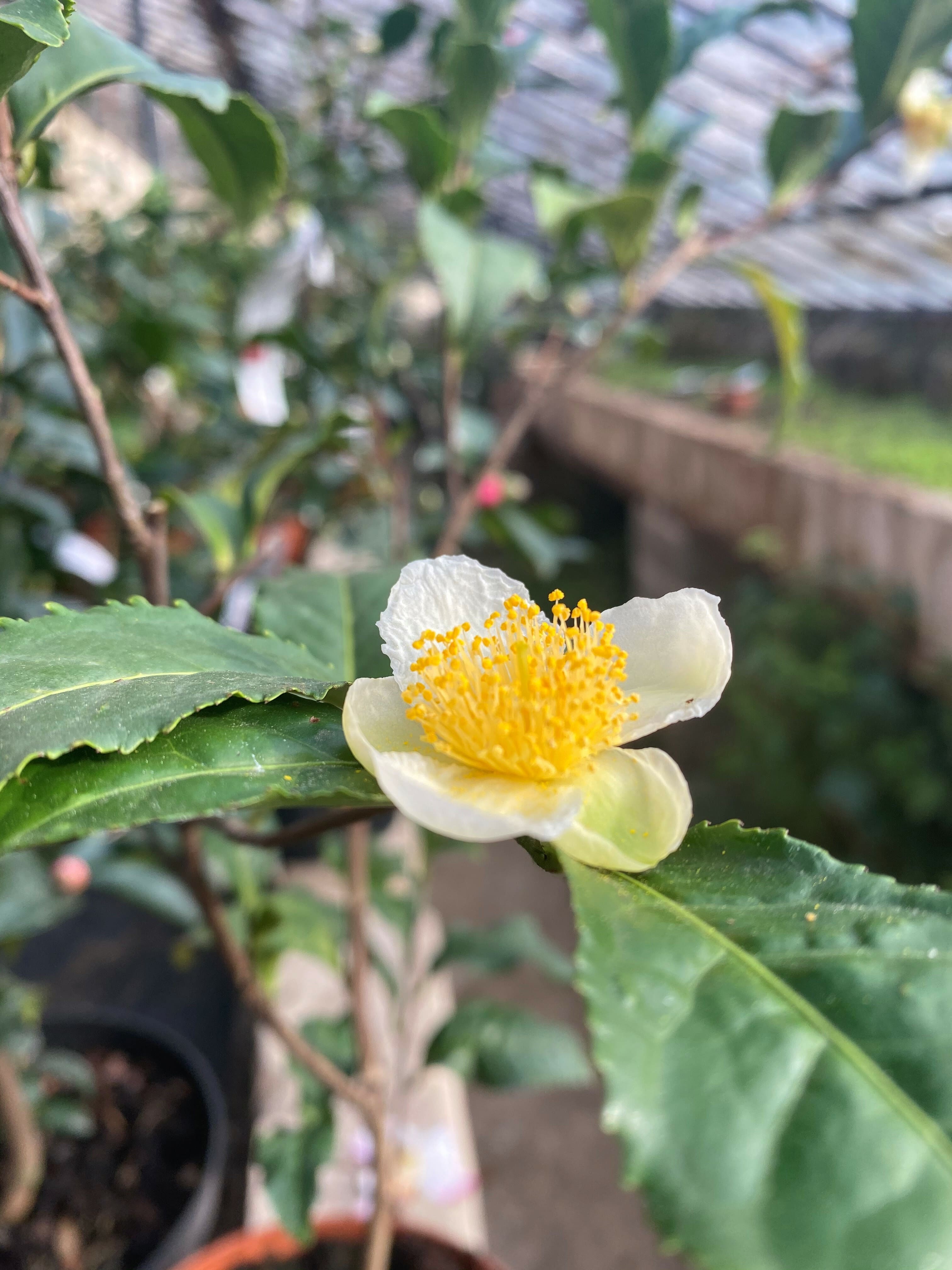 Camellia sinensis , die Teepflanze