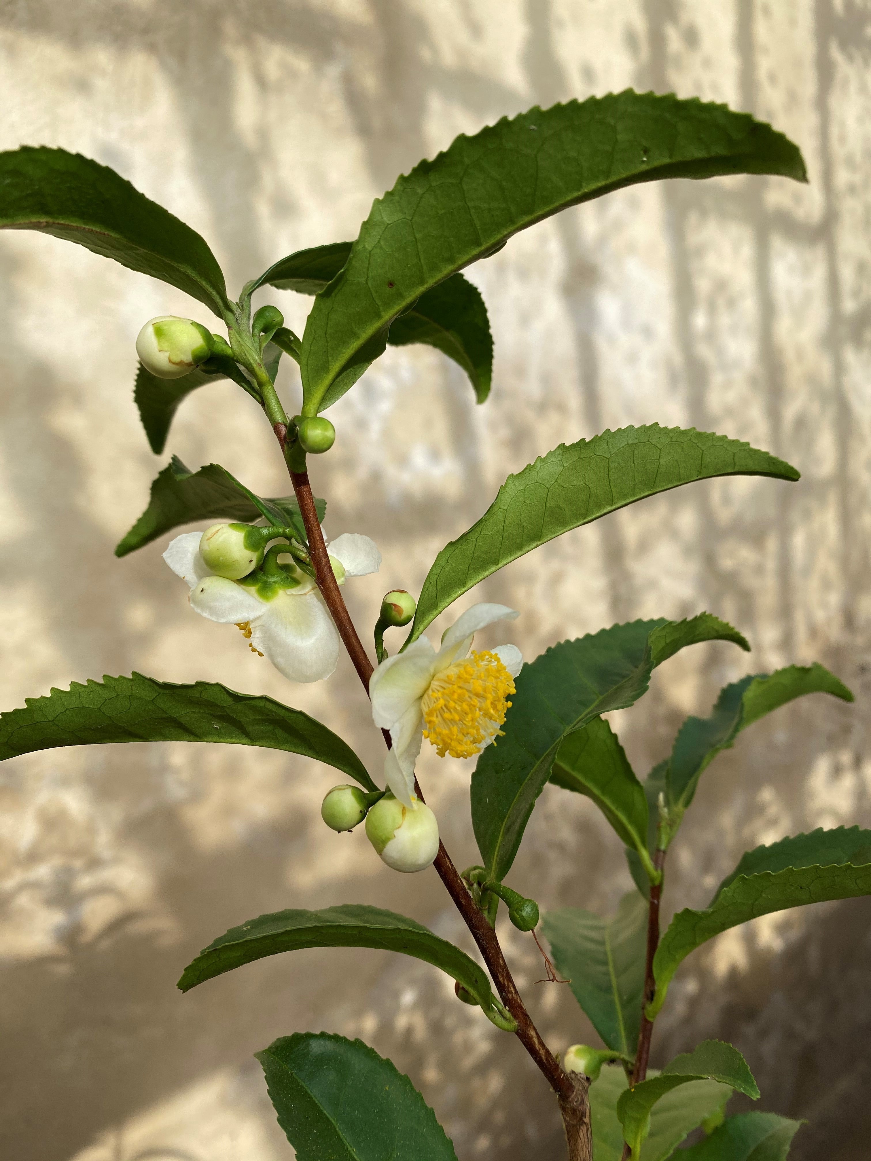 Camellia sinensis, the tea plant
