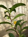 Camellia sinensis , die Teepflanze