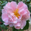 Camellia Tiffany