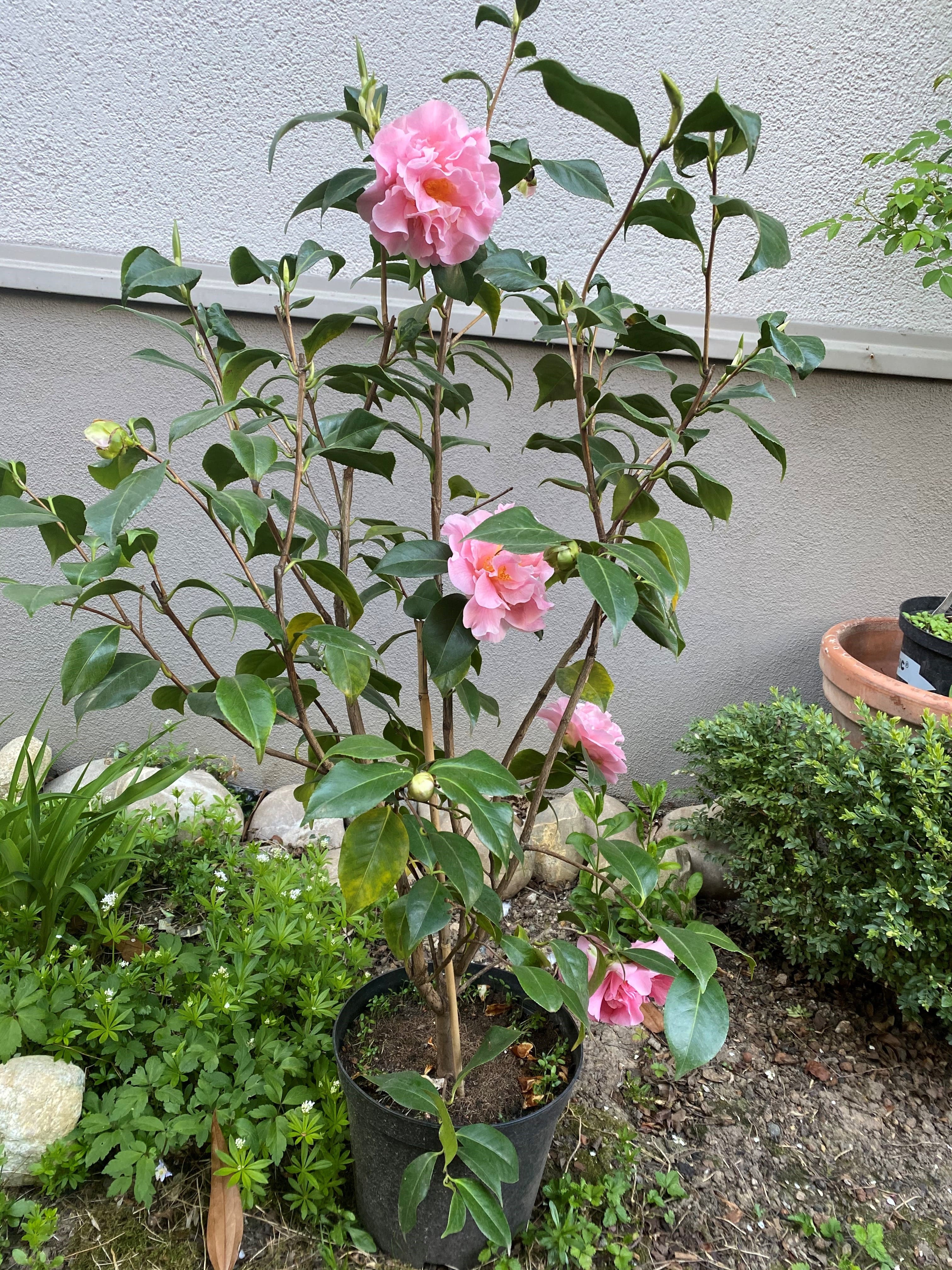 Camellia Tiffany
