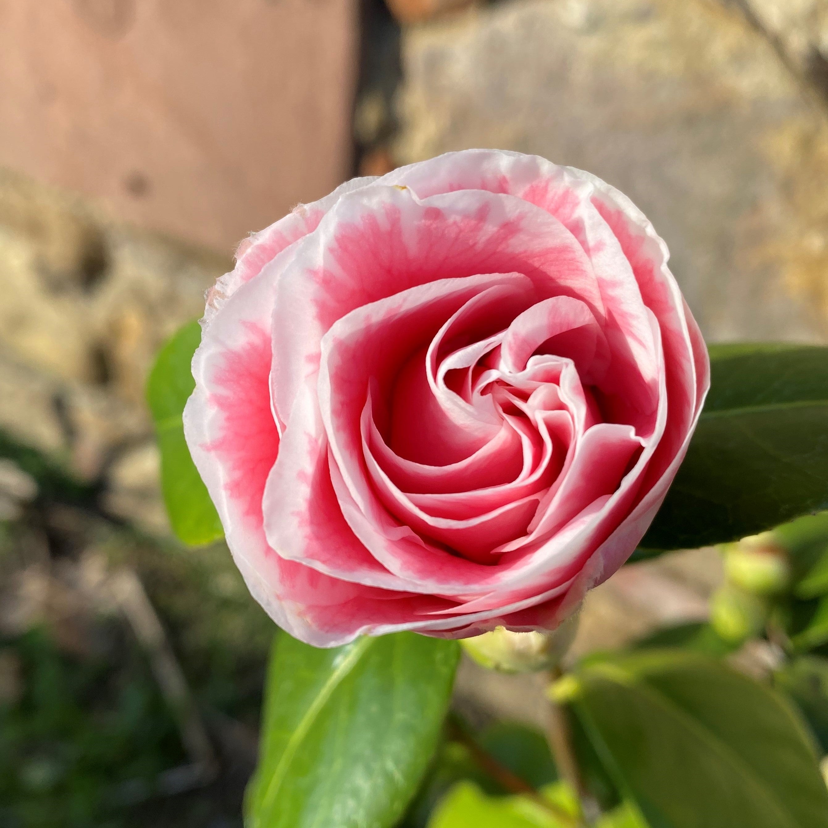 Camellia Tomorrow`s Dawn