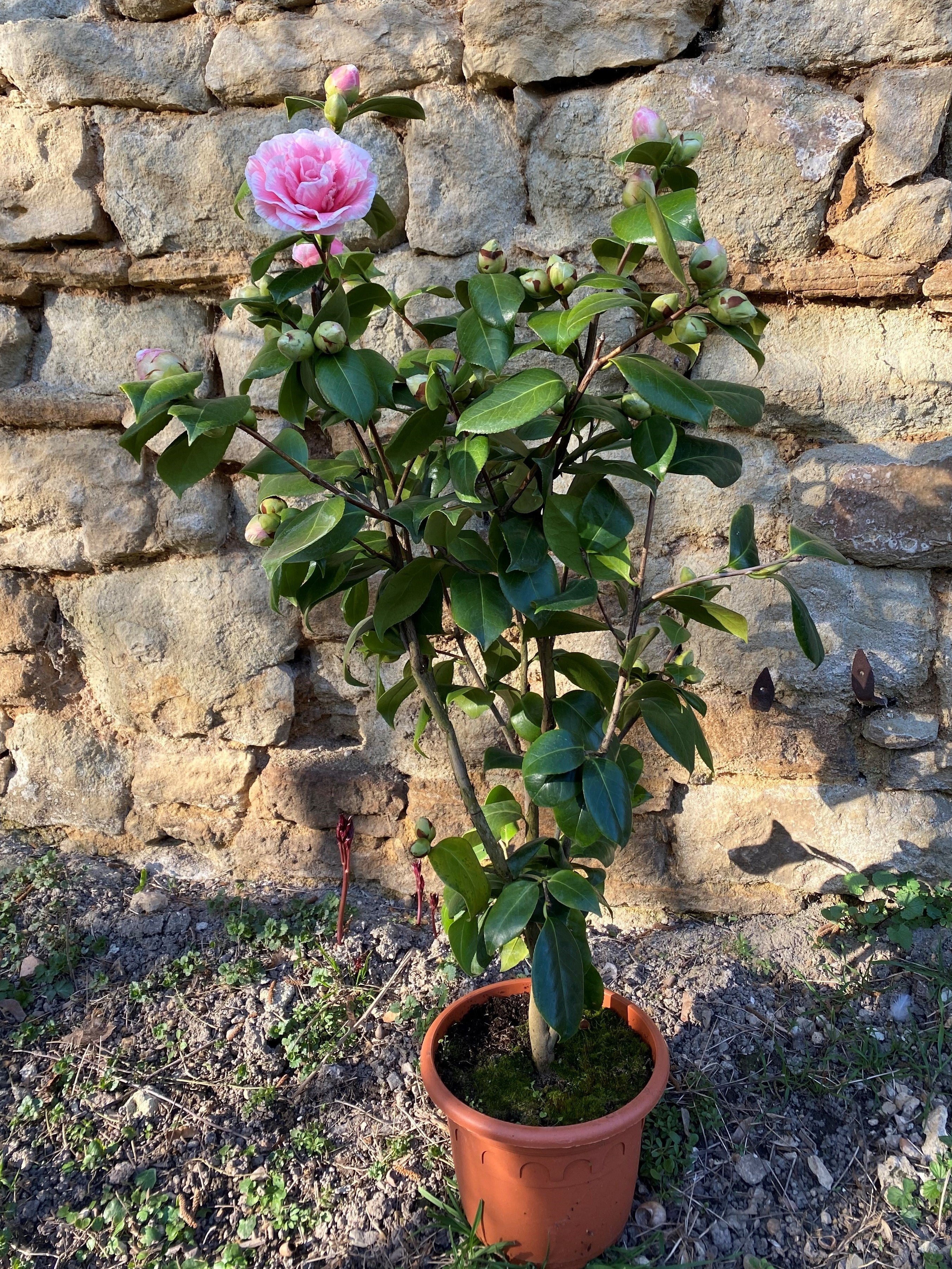 Camellia Tomorrow`s Dawn