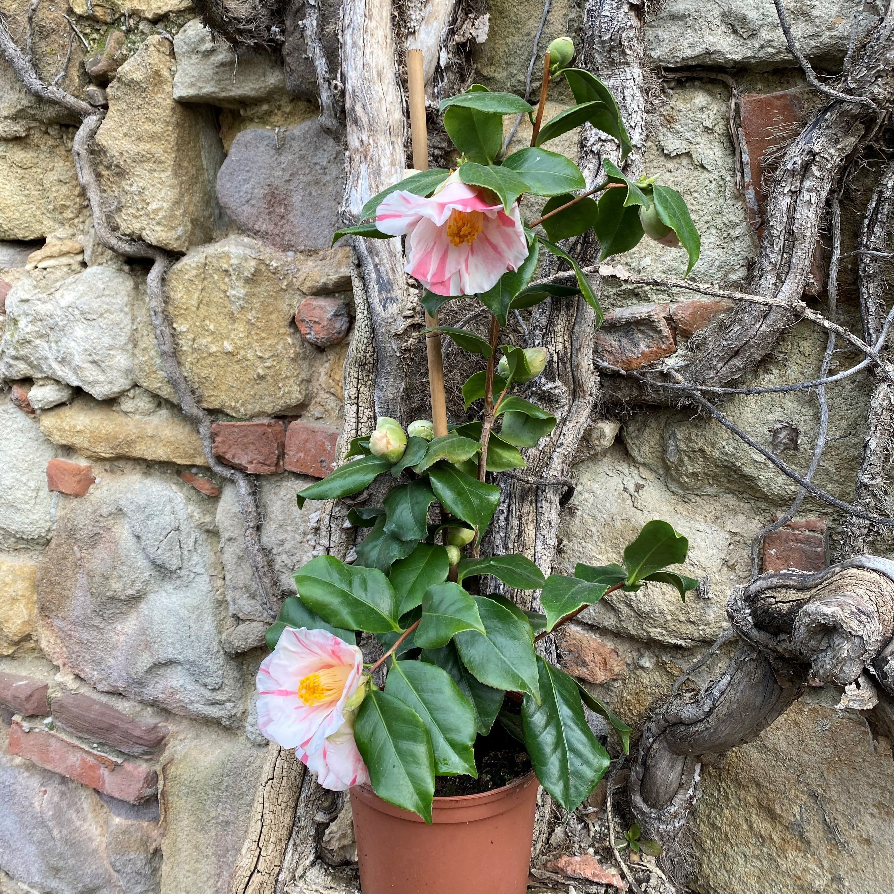 Camellia Tricolor
