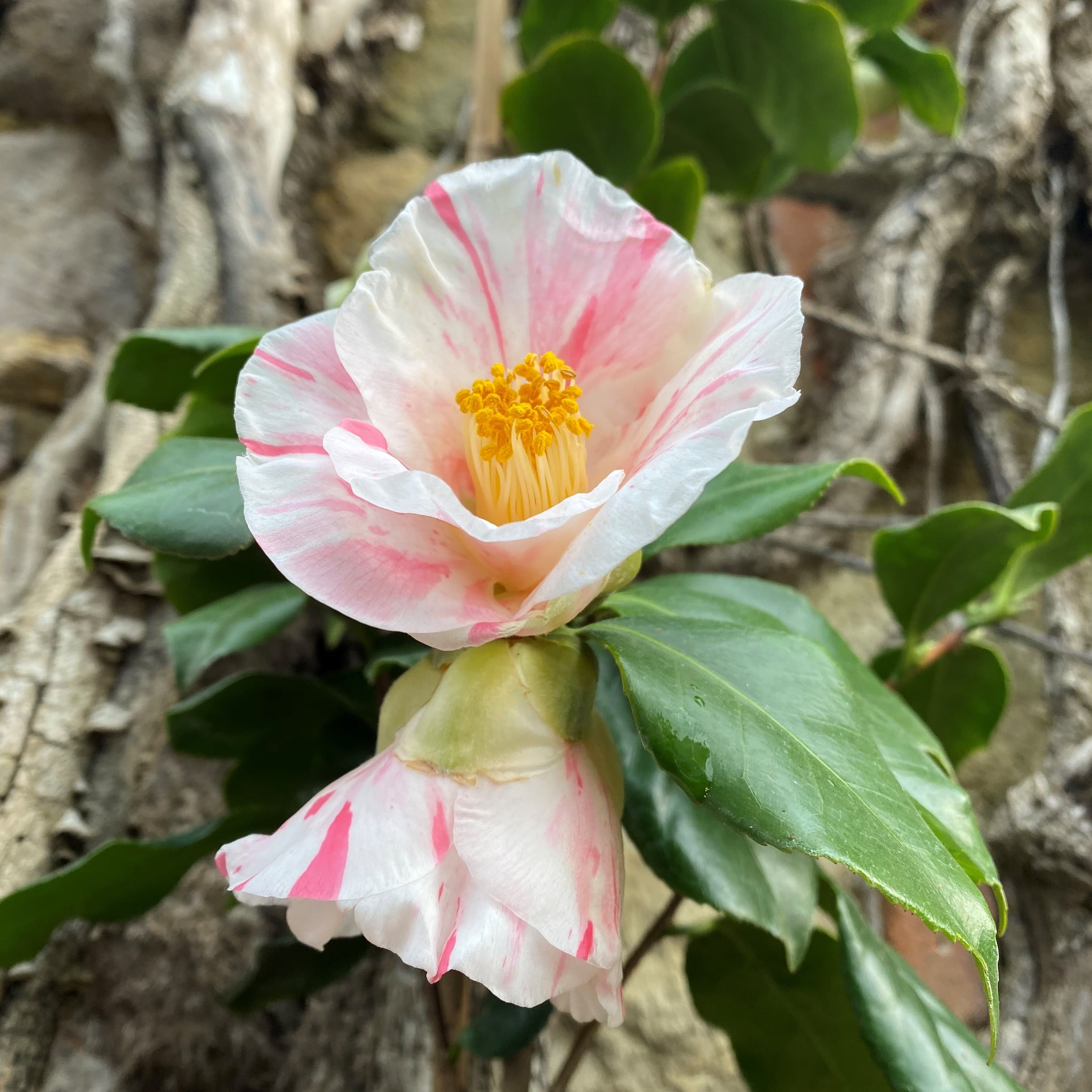 Camellia Tricolor