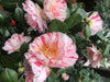 Camellia Tricolor - Mein-Kameliengarten.de