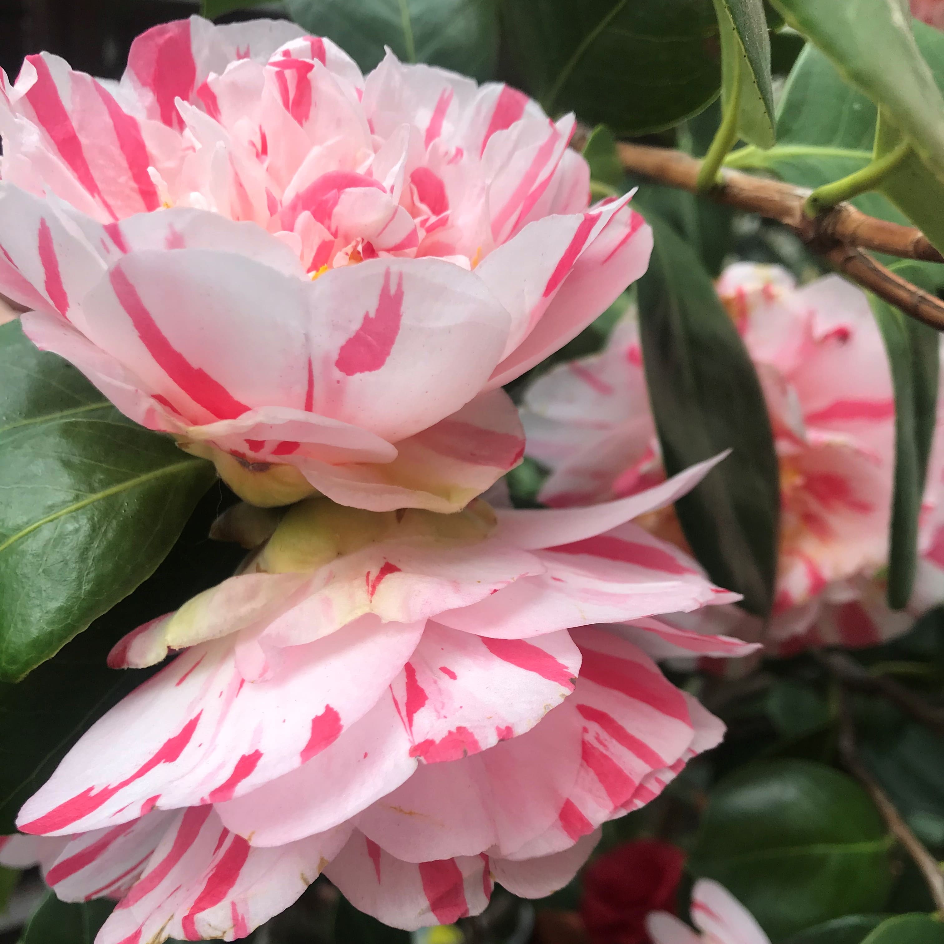 Camellia Tricolor