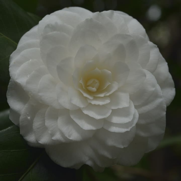 Camellia Vergine di Collebeato