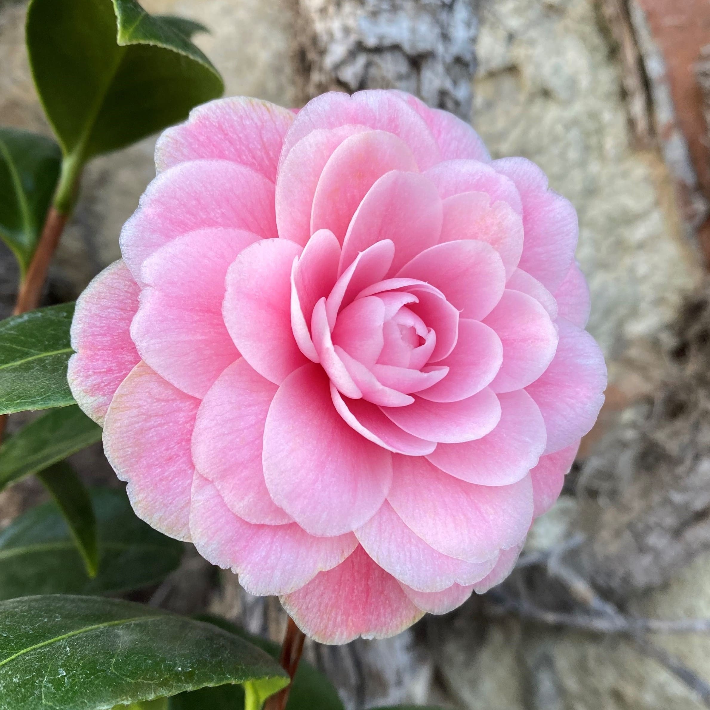 Camellia Virginia Franco Rosea
