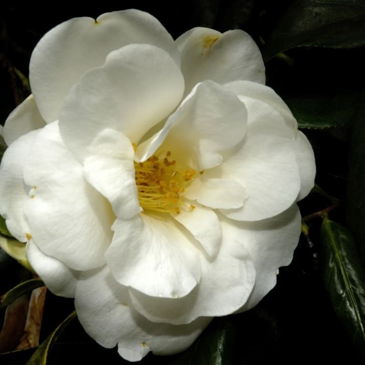 Camellia White Well
