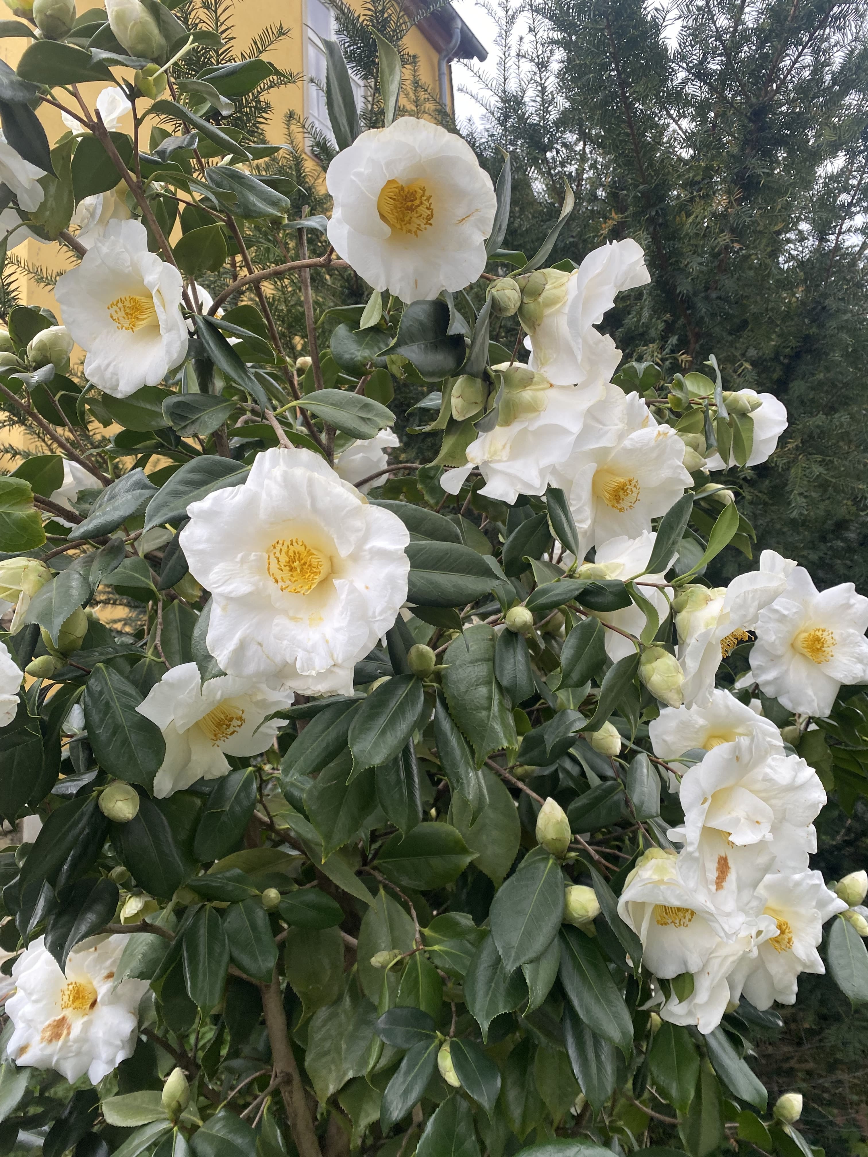 Camellia White Nun