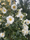 Camellia White Nun