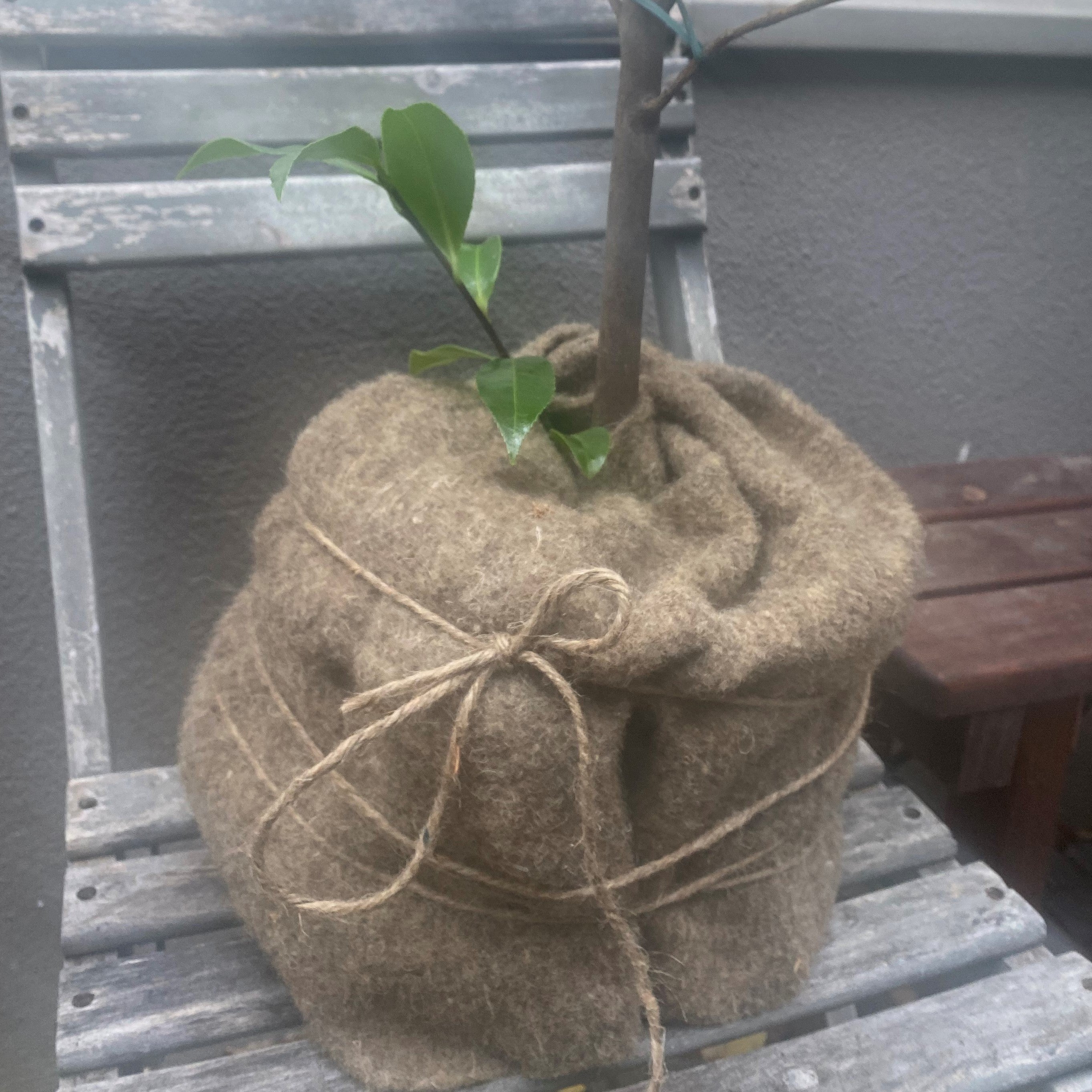 Winter protection set: sheep's wool felt mat with jute cord