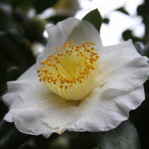 Camellia Yukimiguruma