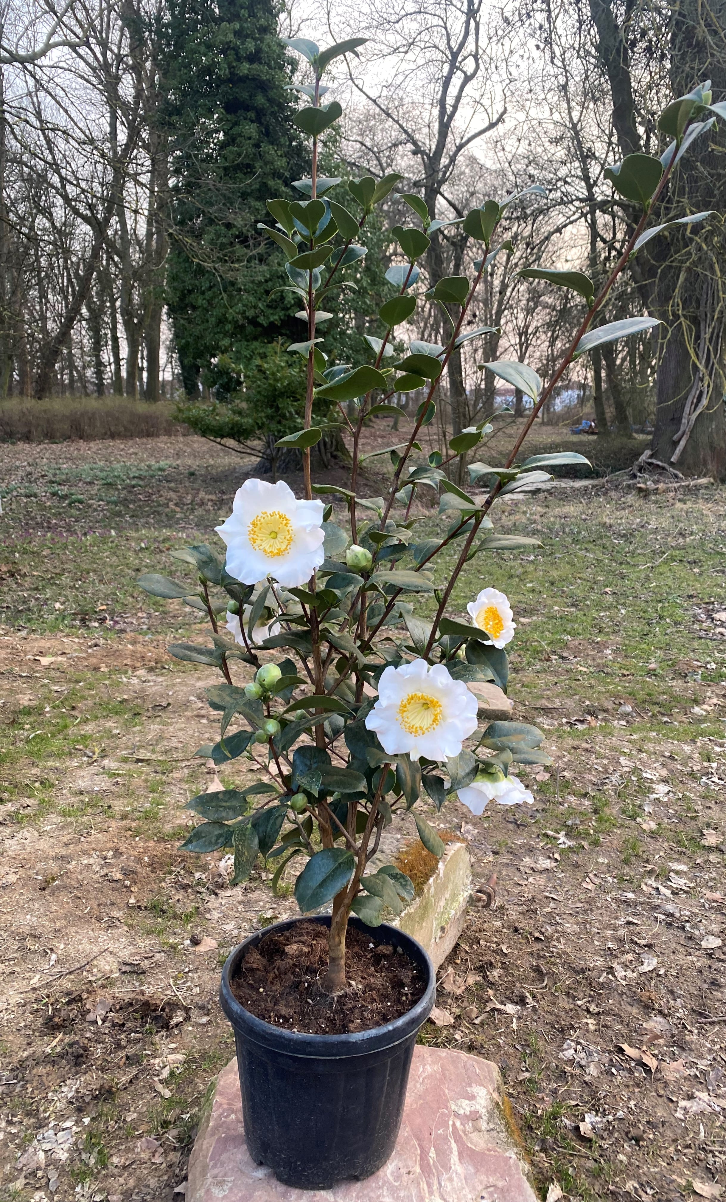 Camellia Yukimiguruma