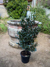 Camellia Yuletide