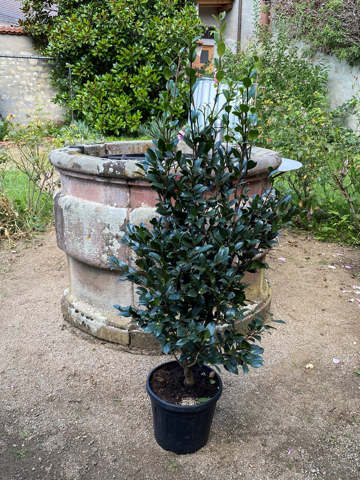 Camellia Yuletide