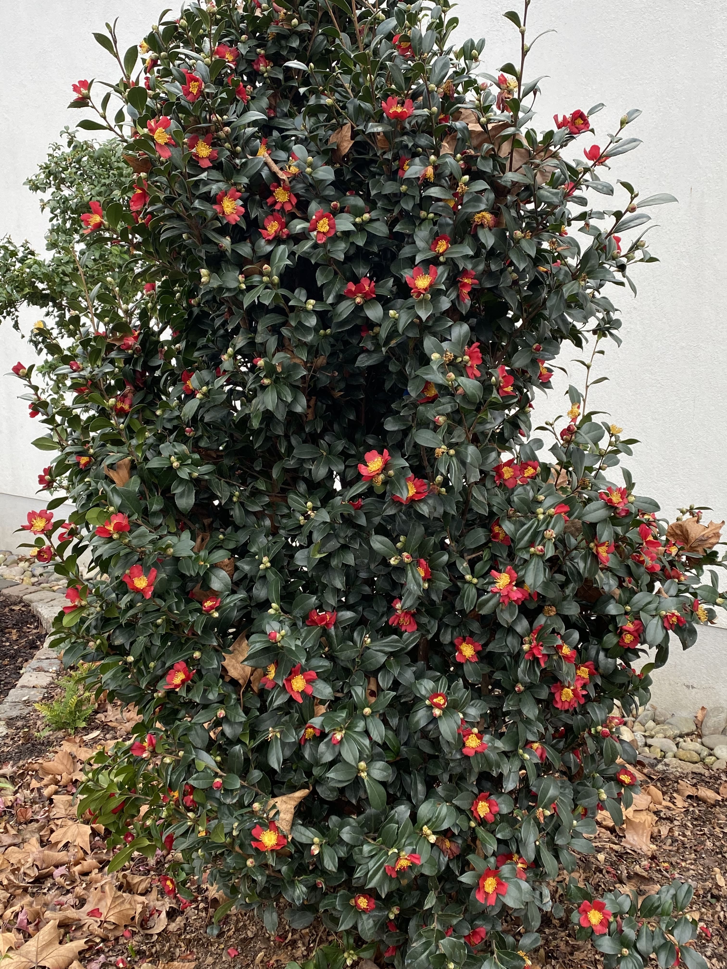 Camellia Yuletide
