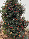 Camellia Yuletide