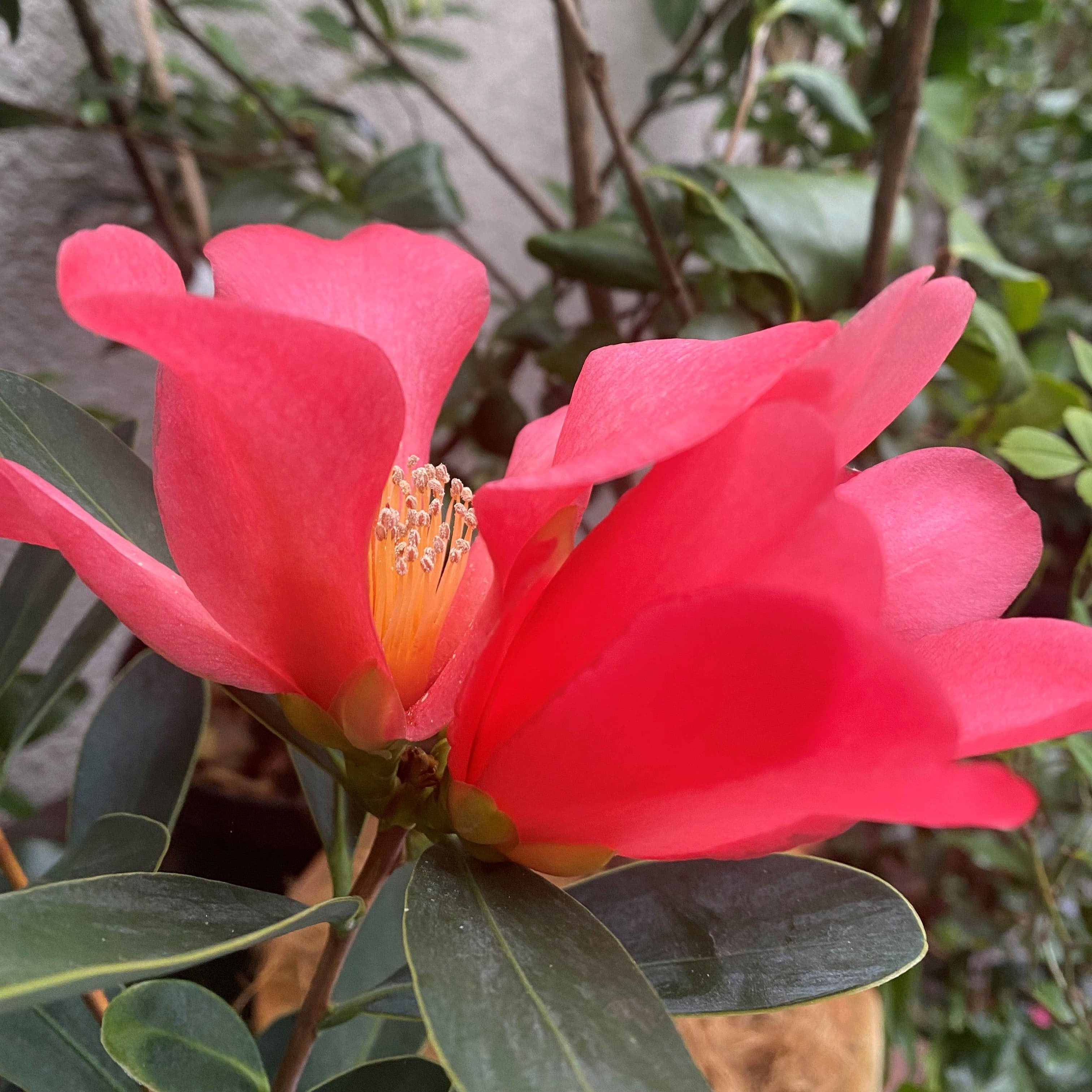 Camellia changii